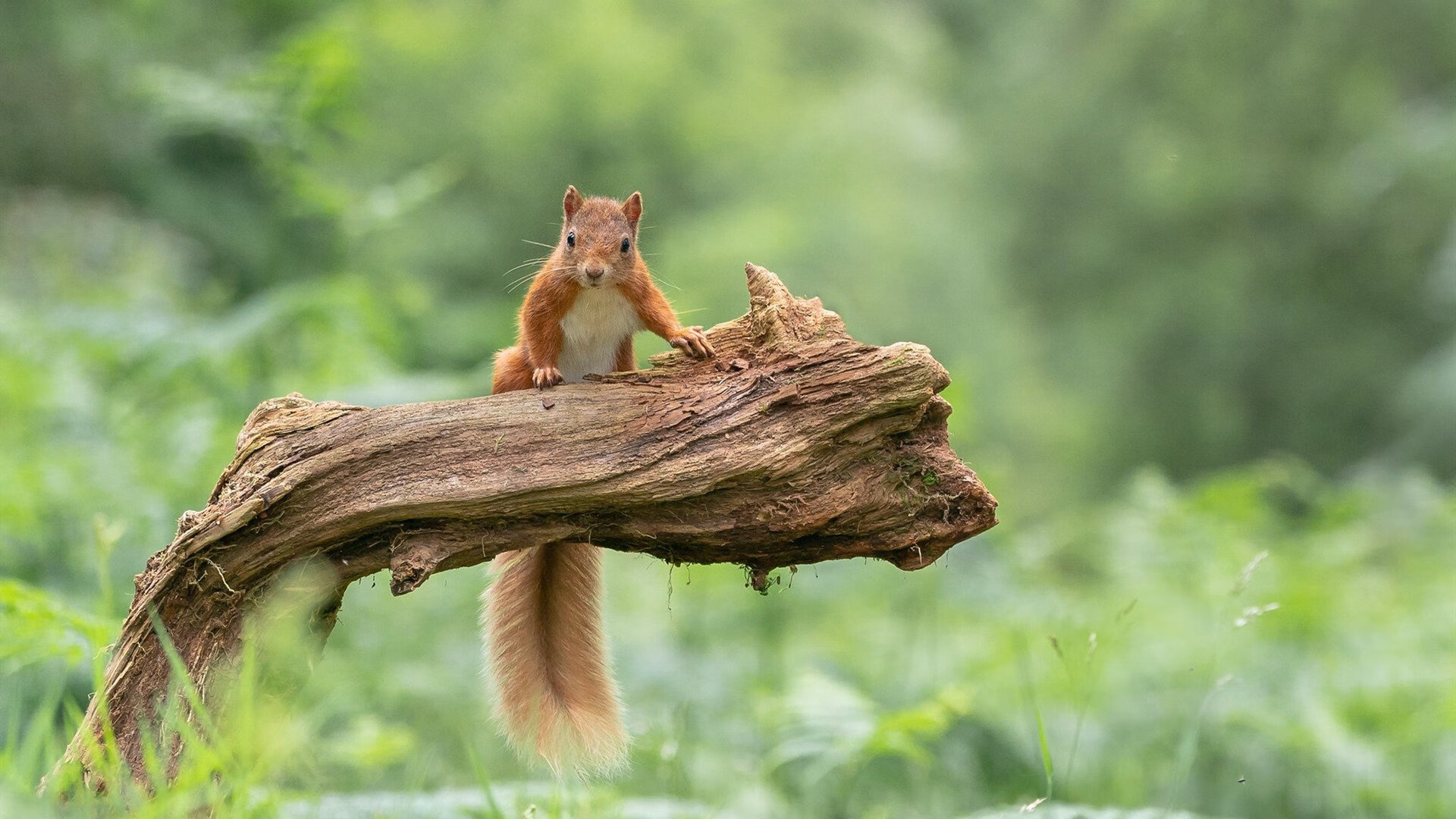CBA联赛引入先进科技 助力球队提升水平，cba联赛技术统计