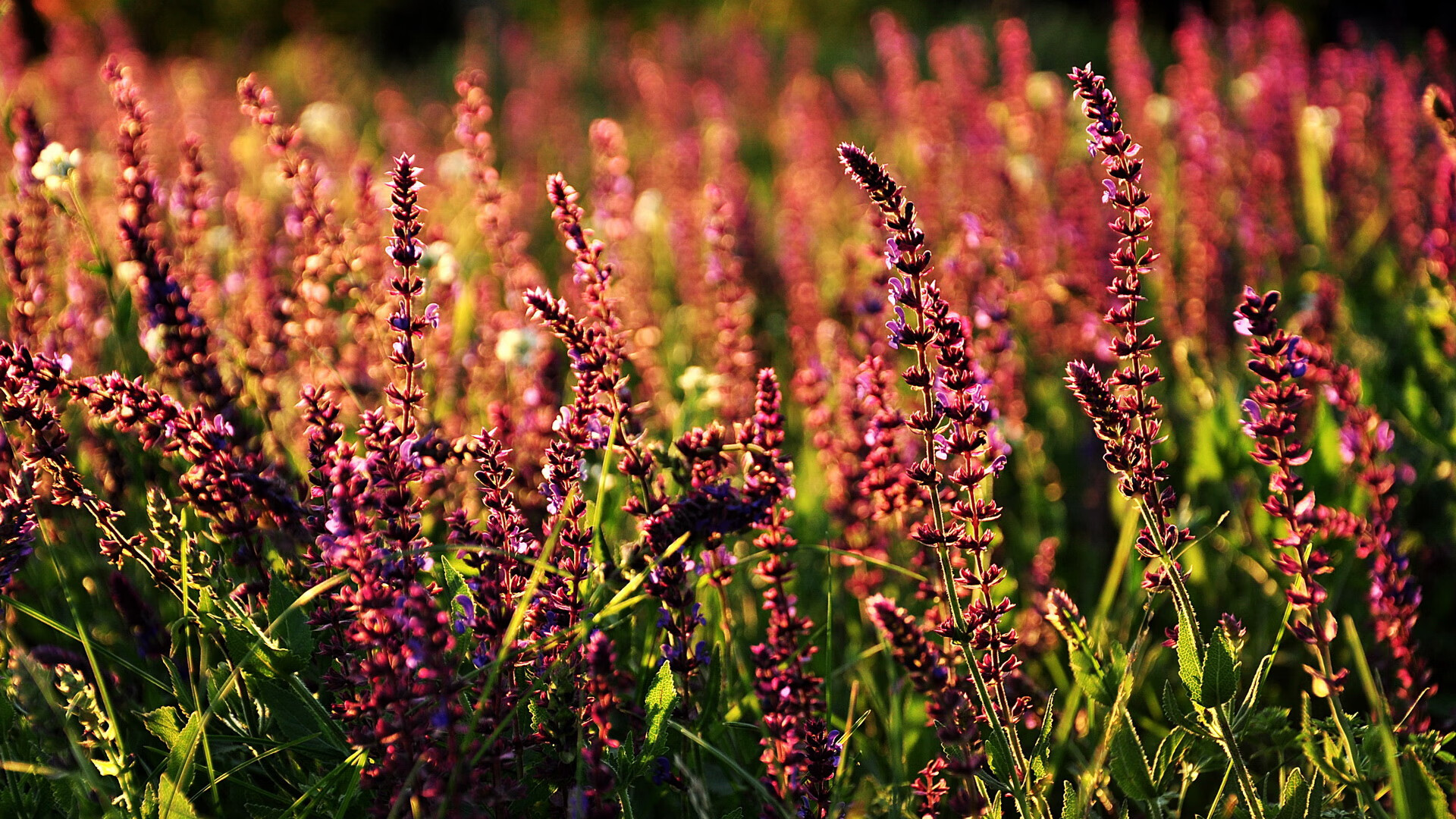 JIU YOU GAME-山西龙狮坚持防守反击战术保持效率输出