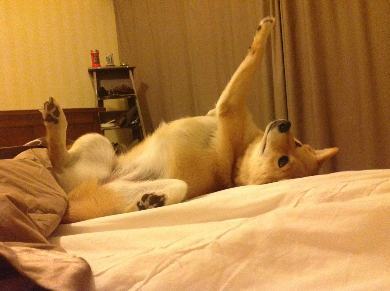 JIUYOU GAMING-女子橄榄球推动爱尔兰体育文化变革，爱尔兰式橄榄球