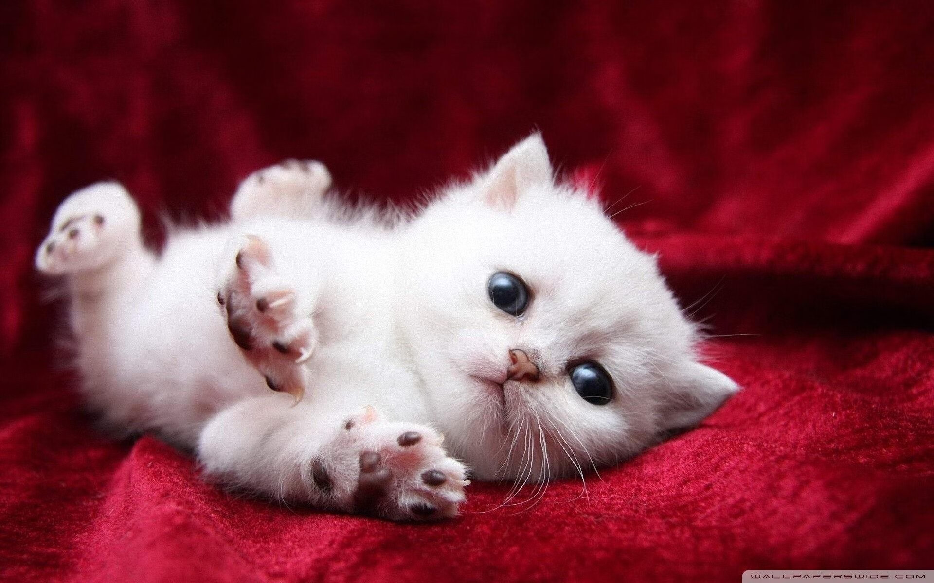 九游官网pc-澳大利亚袋鼠队通过稳健防守策划快速反击，澳大利亚袋鼠比赛