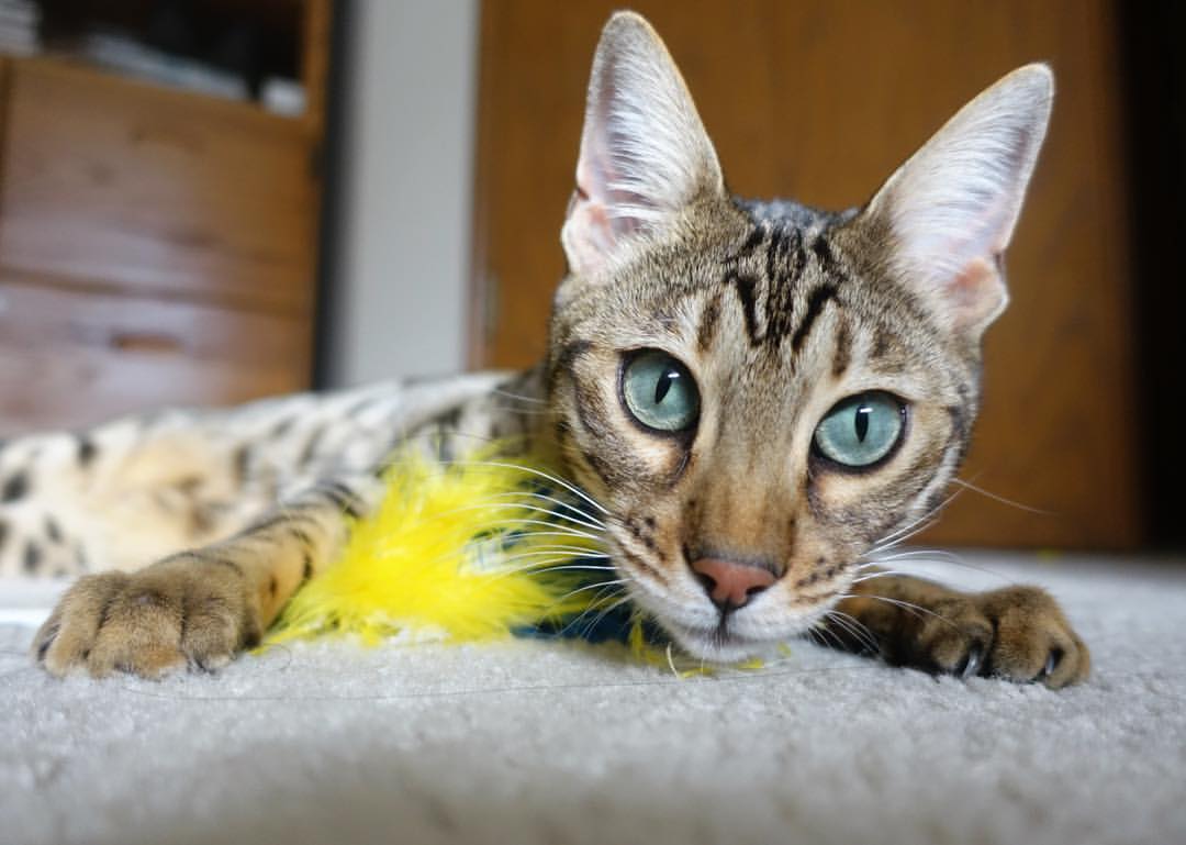 特斯·冯·迪克：通过巧妙的配合和无懈可击的视野，提升南非队进攻效率