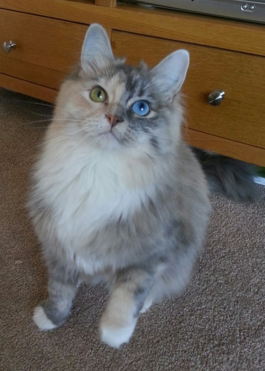 赫梅列夫斯基：专注每一划 冲刺每一秒，赫梅利尼茨基勋章