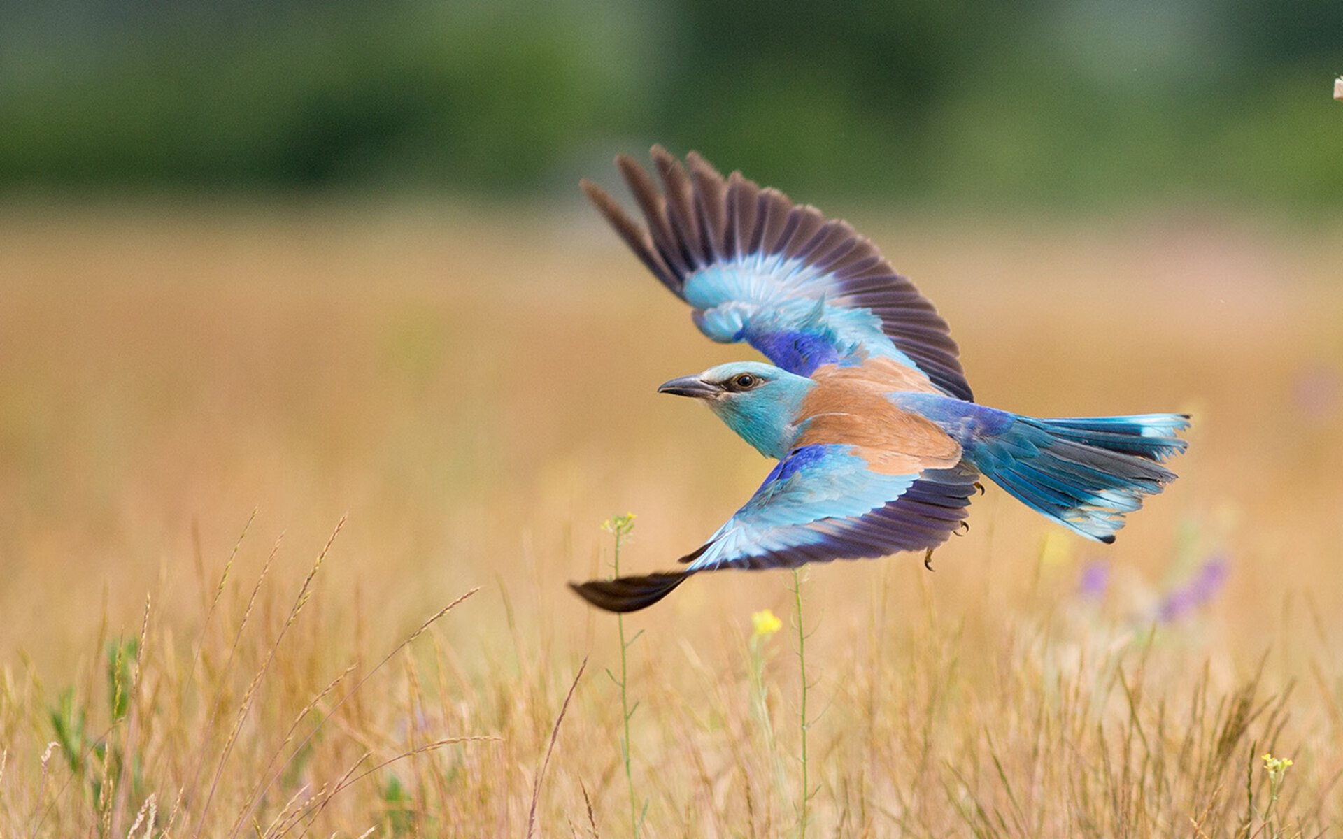 九游网页版官网-跳水动作标准比利时稳步晋级，跳水比分怎么算的