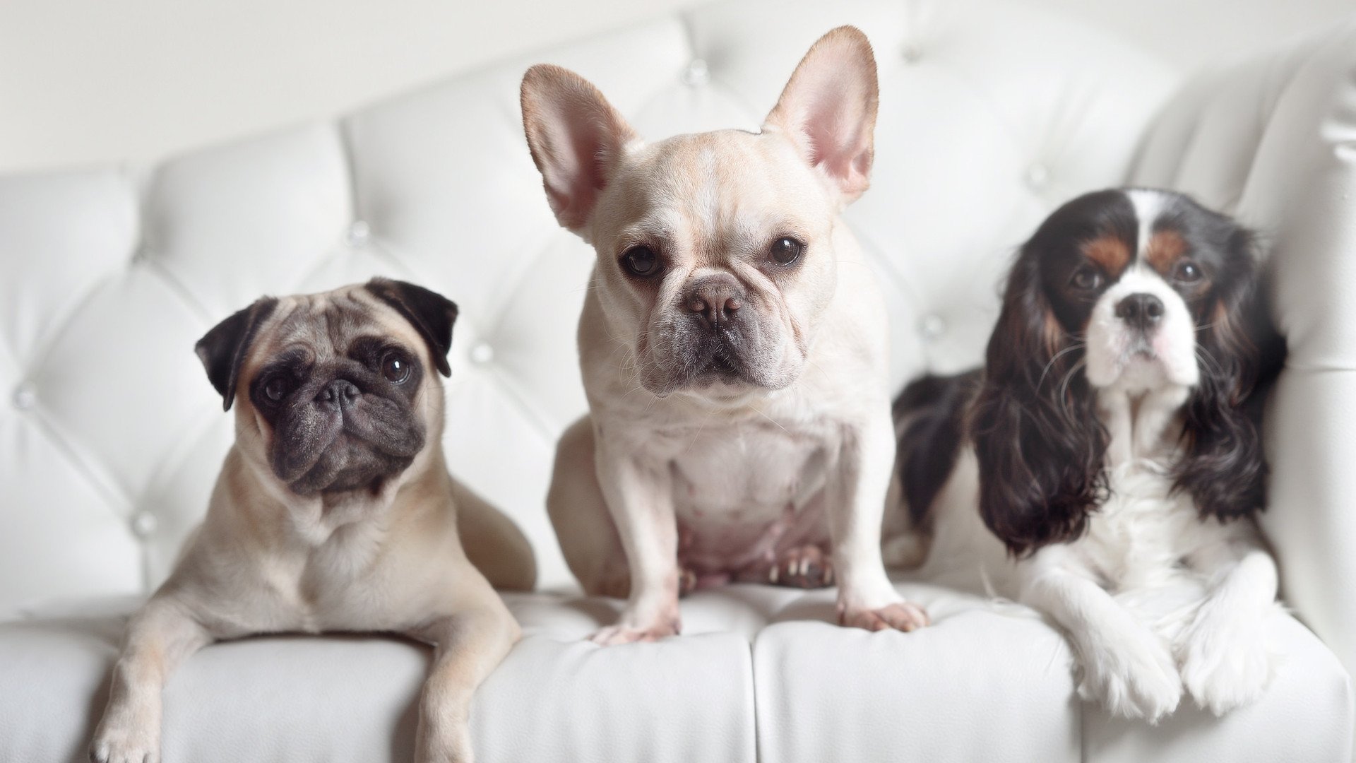 JIUYOU GAMING-阿根廷年轻一代崭露头角，国家队未来可期